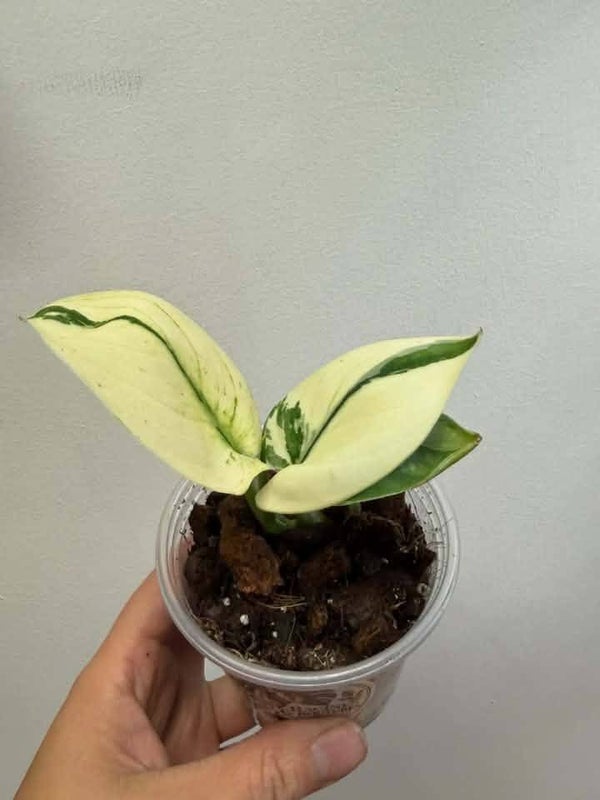 Scindapsus Banuken