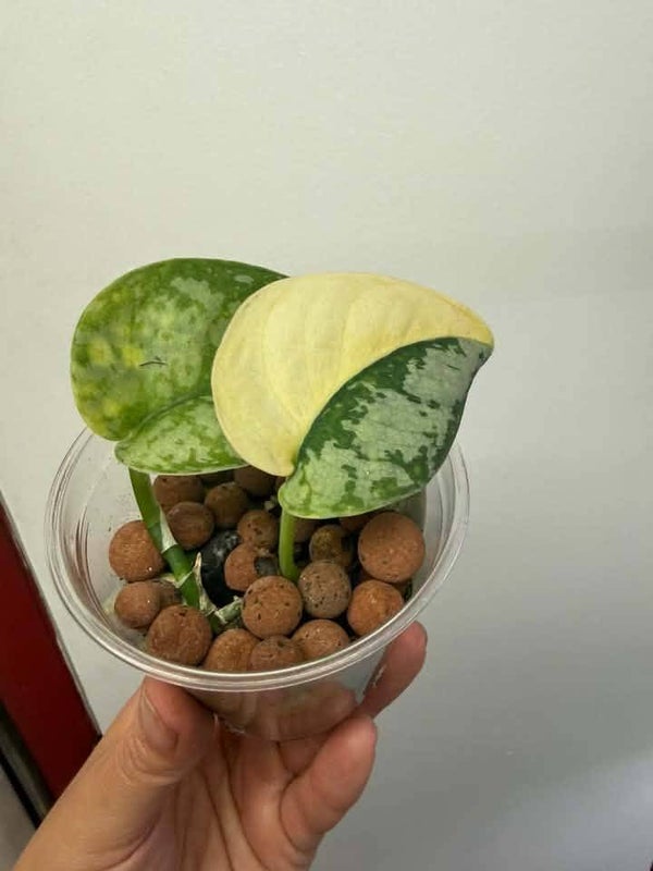 Scindapsus Maharlika