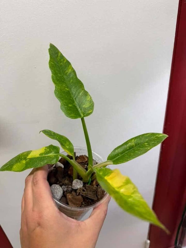 Philodendron Ring of Fire