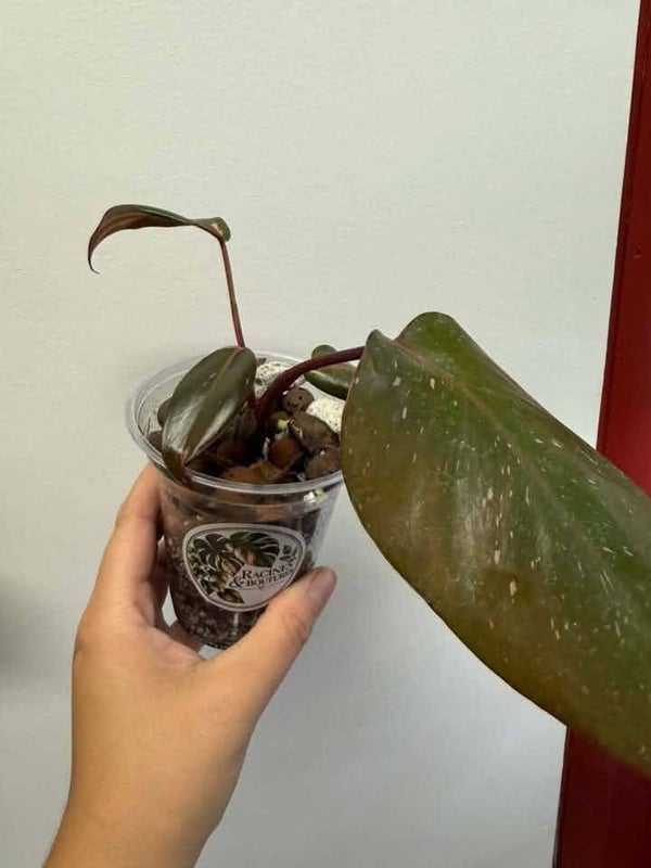 Philodendron Pink princess