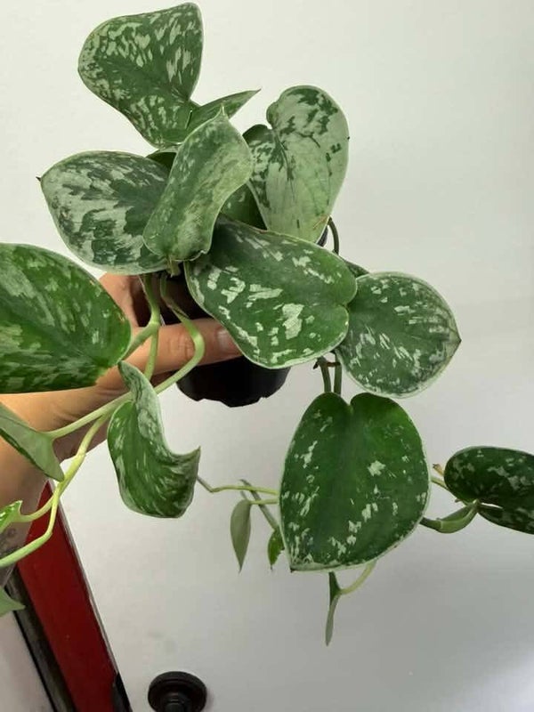 Scindapsus Pictus Exotica Argente