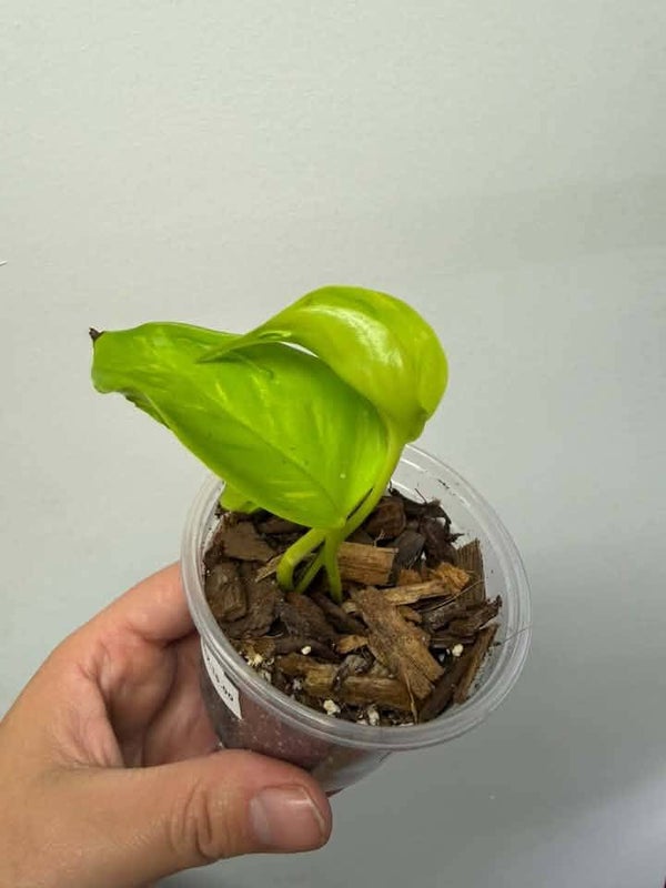 Epipremnum Aureum Teruno Champs-Elysées