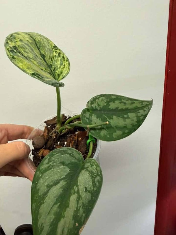 Scindapsus Exotica Hologram