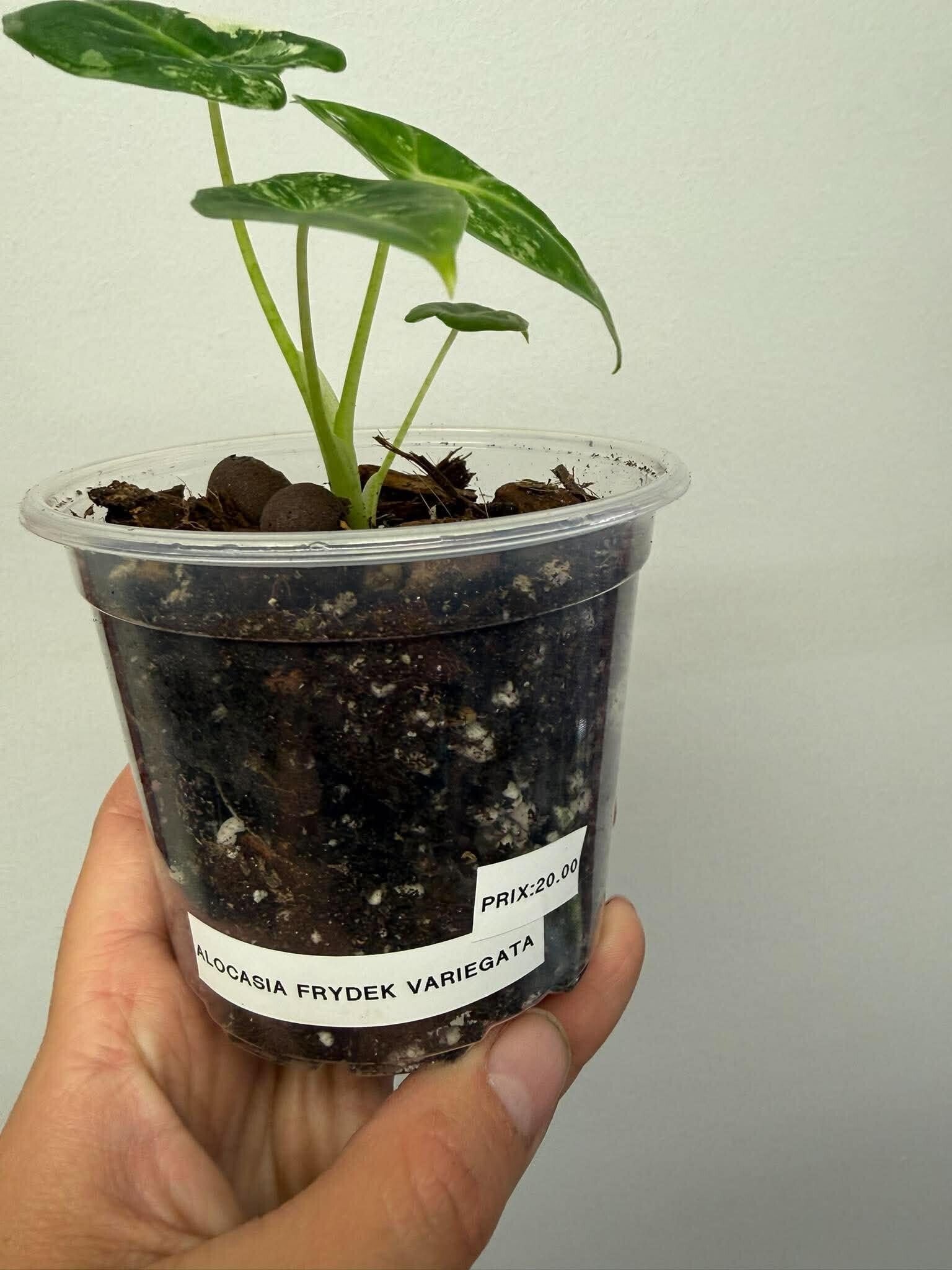 Alocasia Frydek variegata