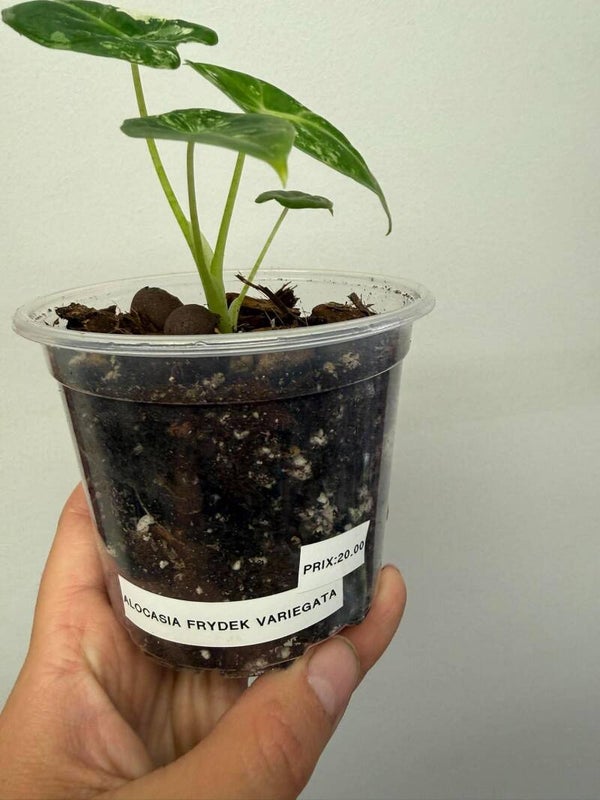 Alocasia Frydek variegata