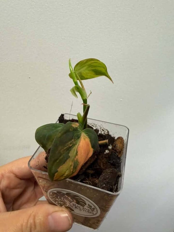 Philodendron Micans variegated A-010
