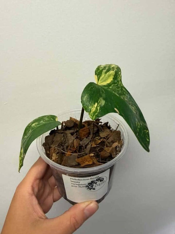 Philodendron Florida beauty variegated