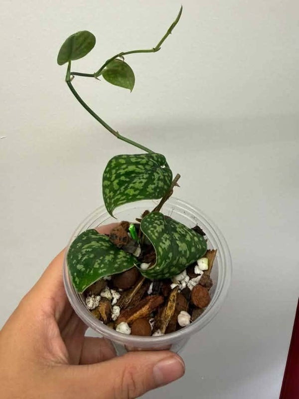 Scindapsus tricolor