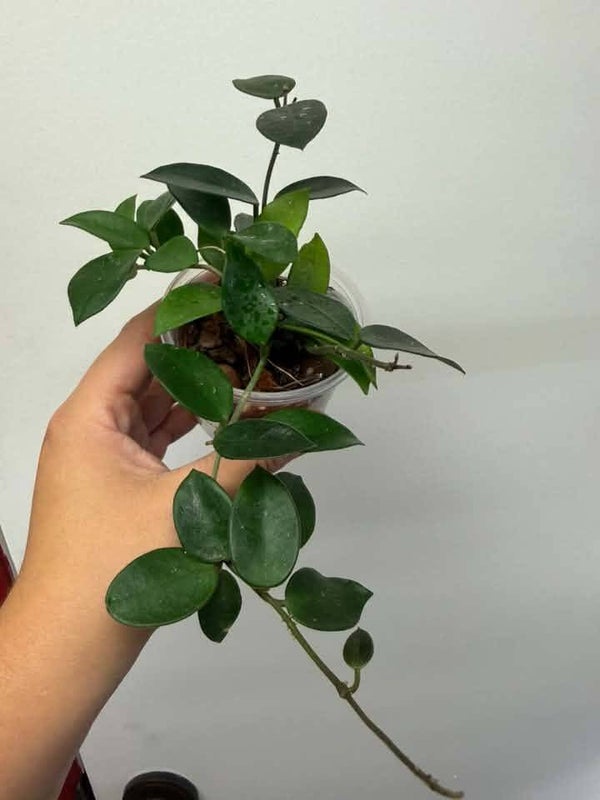 Hoya Chouke