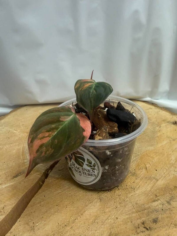 Philodendron Mican variegated A-009
