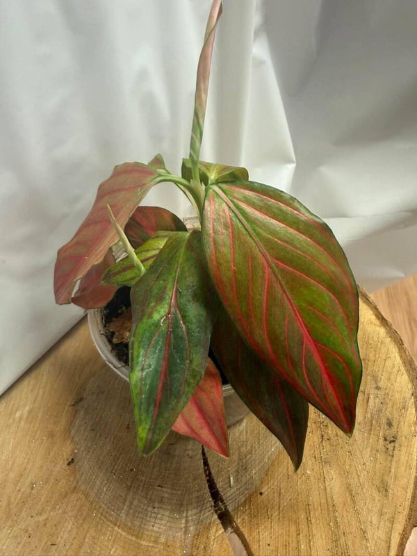 Aglaonema Red Rein