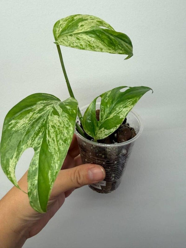 Epipremnum Pinnatum Marble