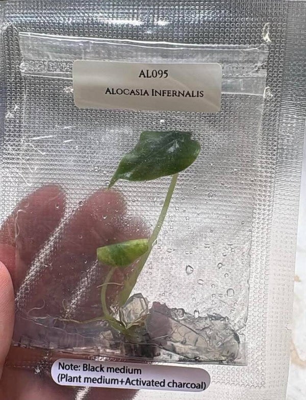 Alocasia Infernalis