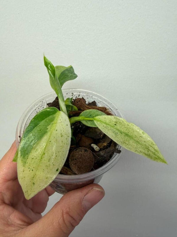Philodendron Jose Bueno Variegata