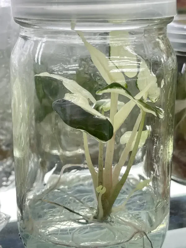 Alocasia Bambino White