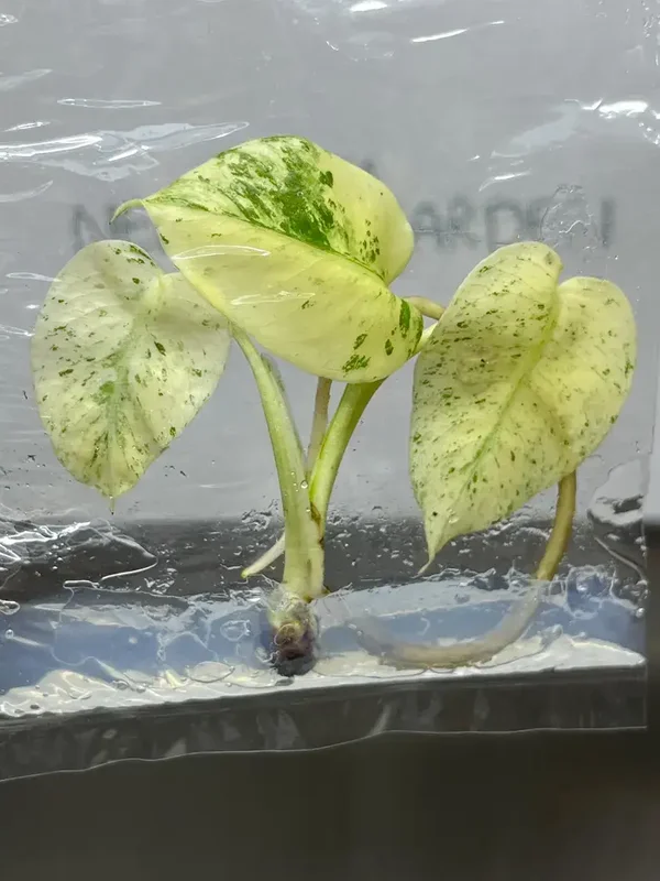 Monstera White monster