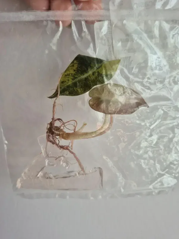 Alocasia Bambino Aurea