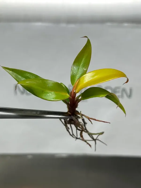 Philodendron Orange princess