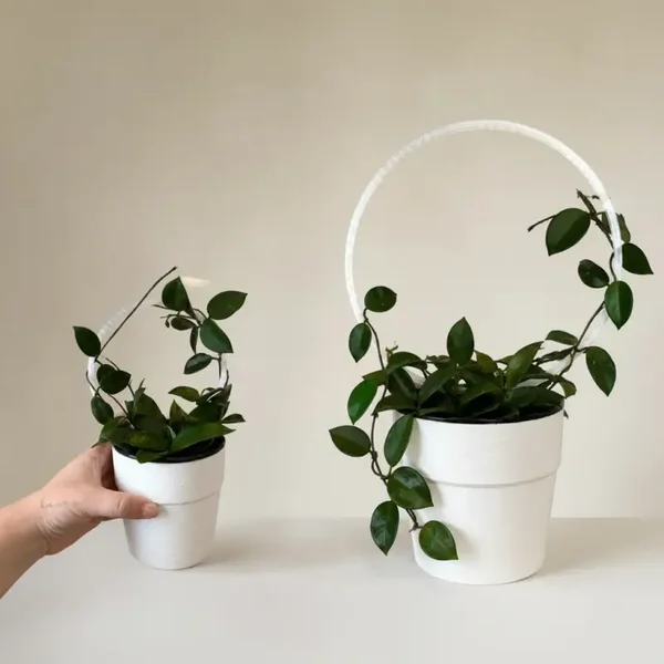 Tuteur rond pour plantes Large
