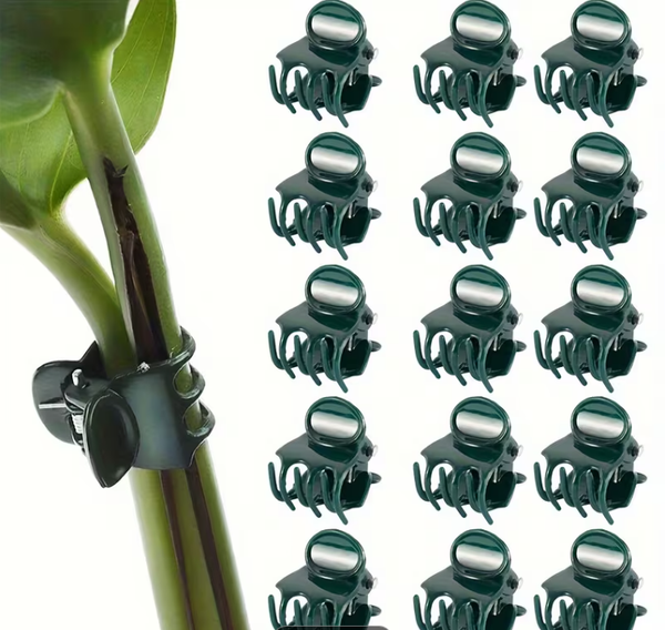 Pinces pour plante
