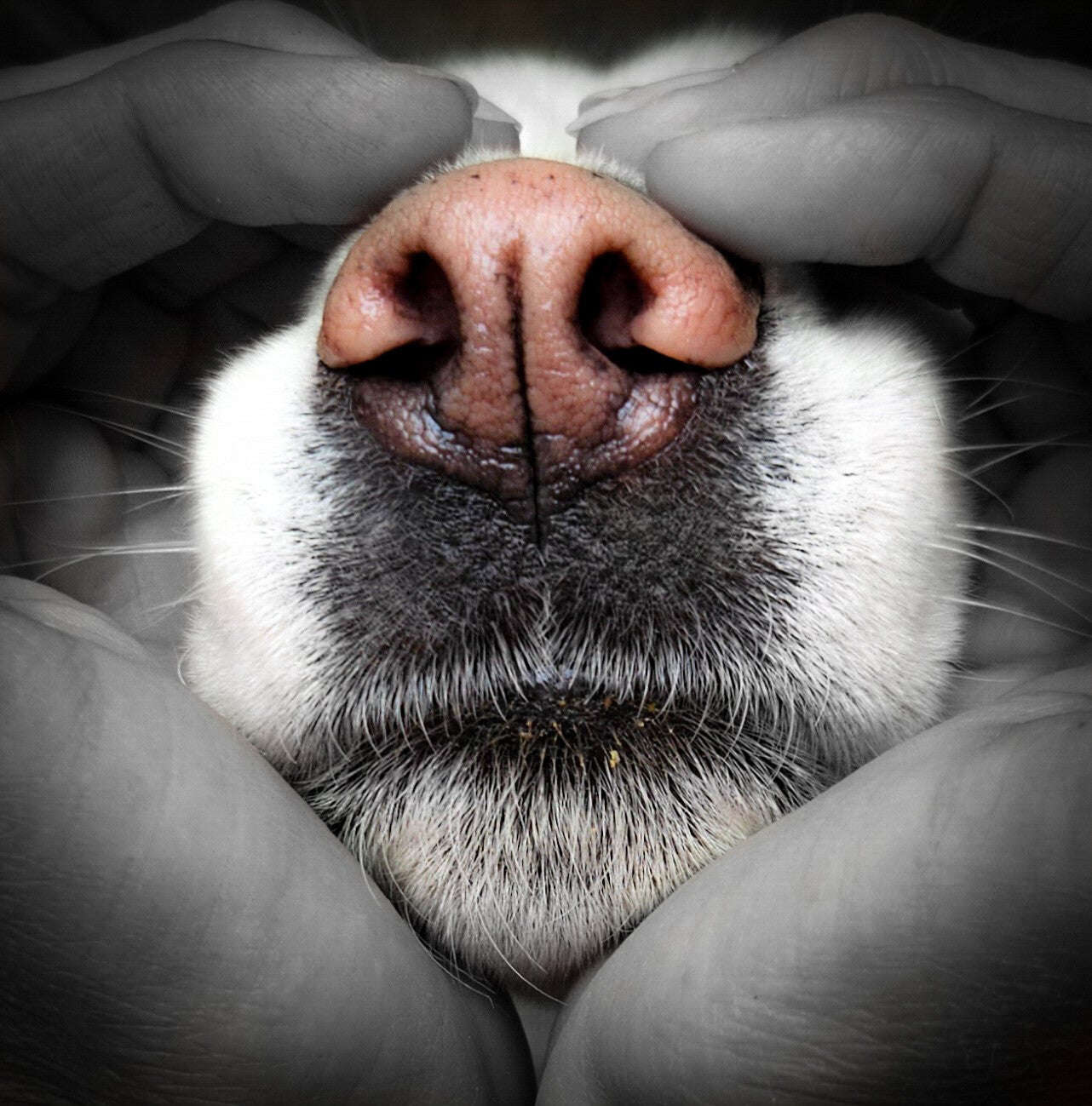 Menschenhände umgeben die Schnauze eines Hundes und formen ein Herz für die Liebe und Leidenschaft zu Hunden