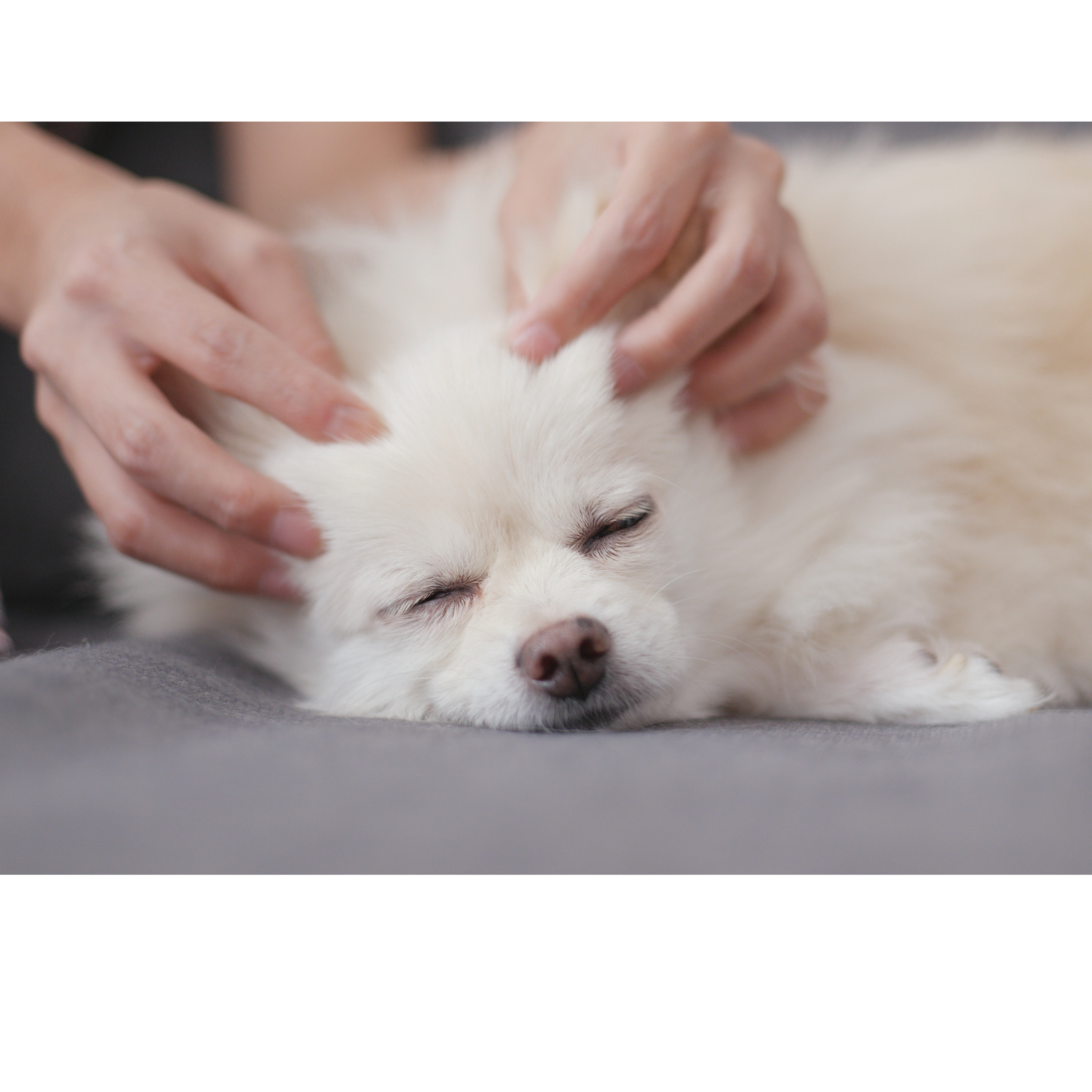 Ein entspannter Hund bei einer osteopathischen Behandlung