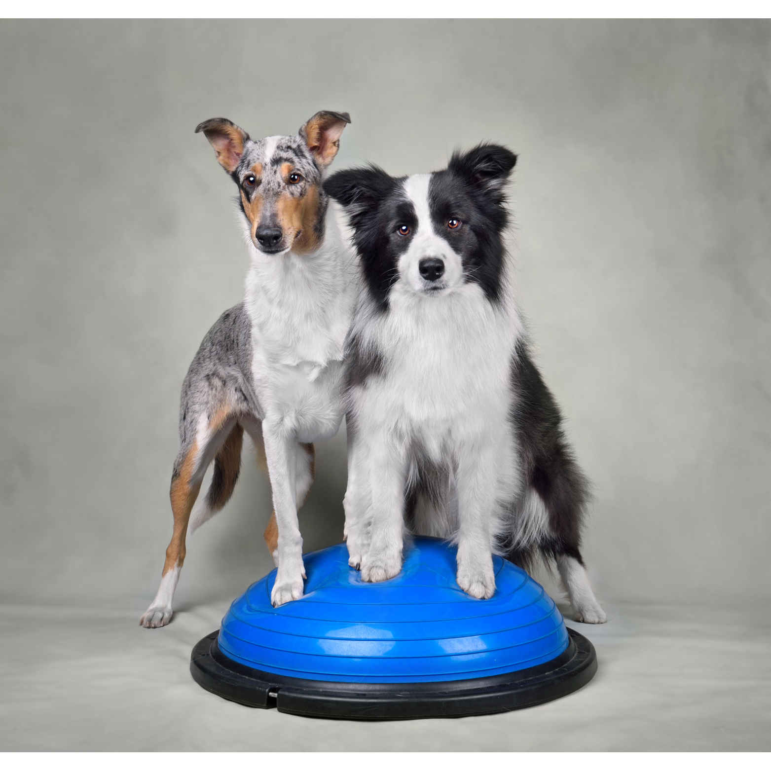 2 Hunde bei der Fitnesstherapie auf dem Togu Balanceball