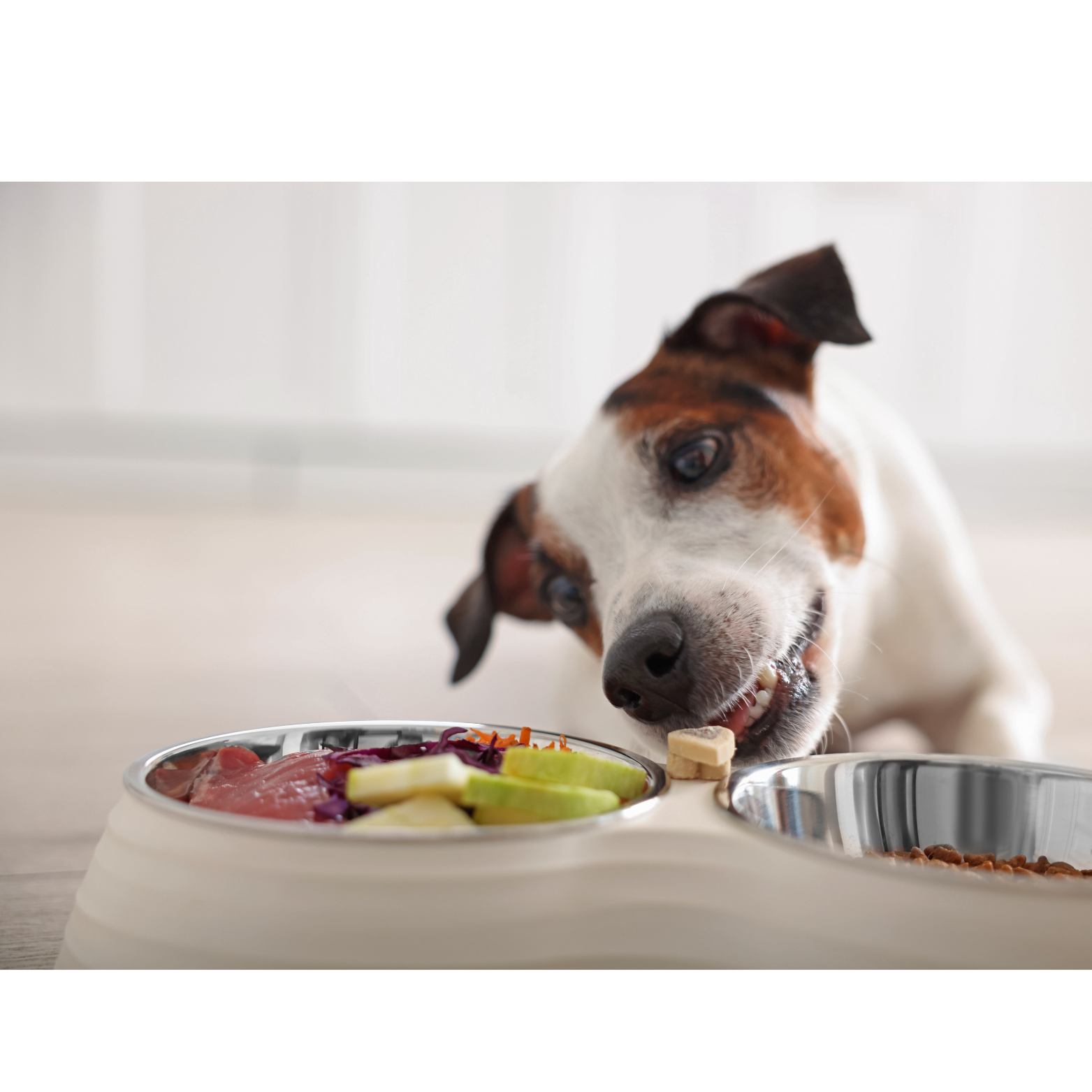 Ein Hund lässt sich seine BARF-Ration schmecken