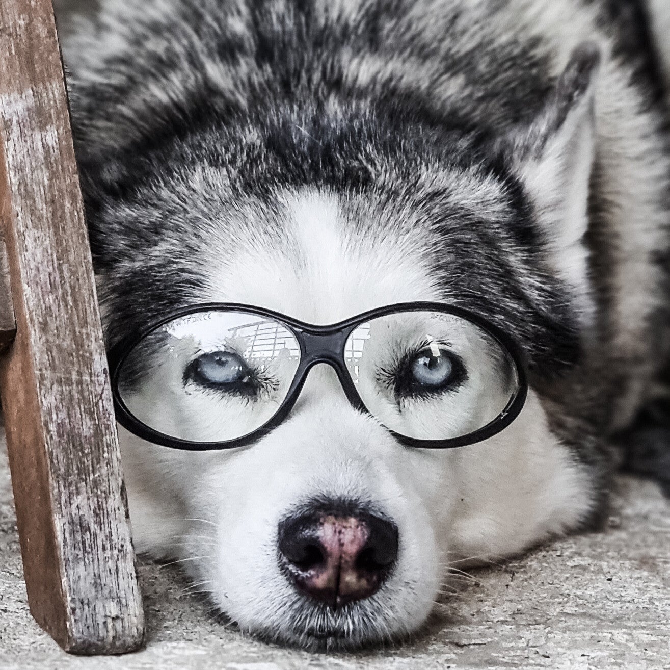 Ein Hund mit einer Brille
