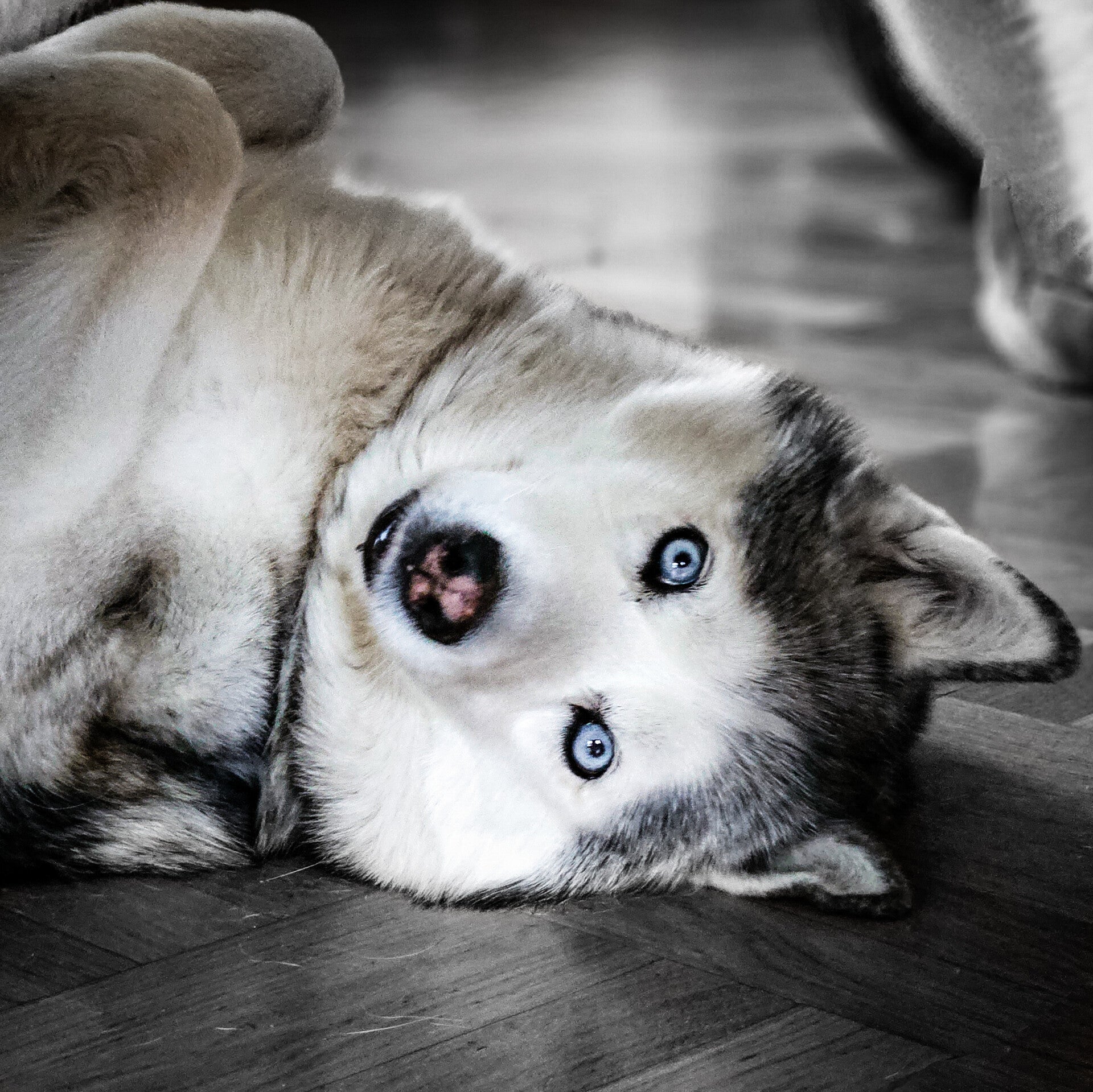Ein Hund fühlt sich wohl.