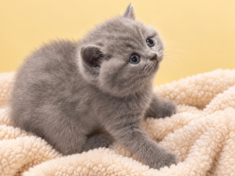 a312238b-ba9b-4120-a40f-b0a1799febf1-standard.png