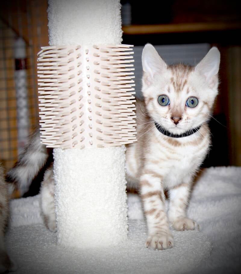 img_8410-standard.jpg