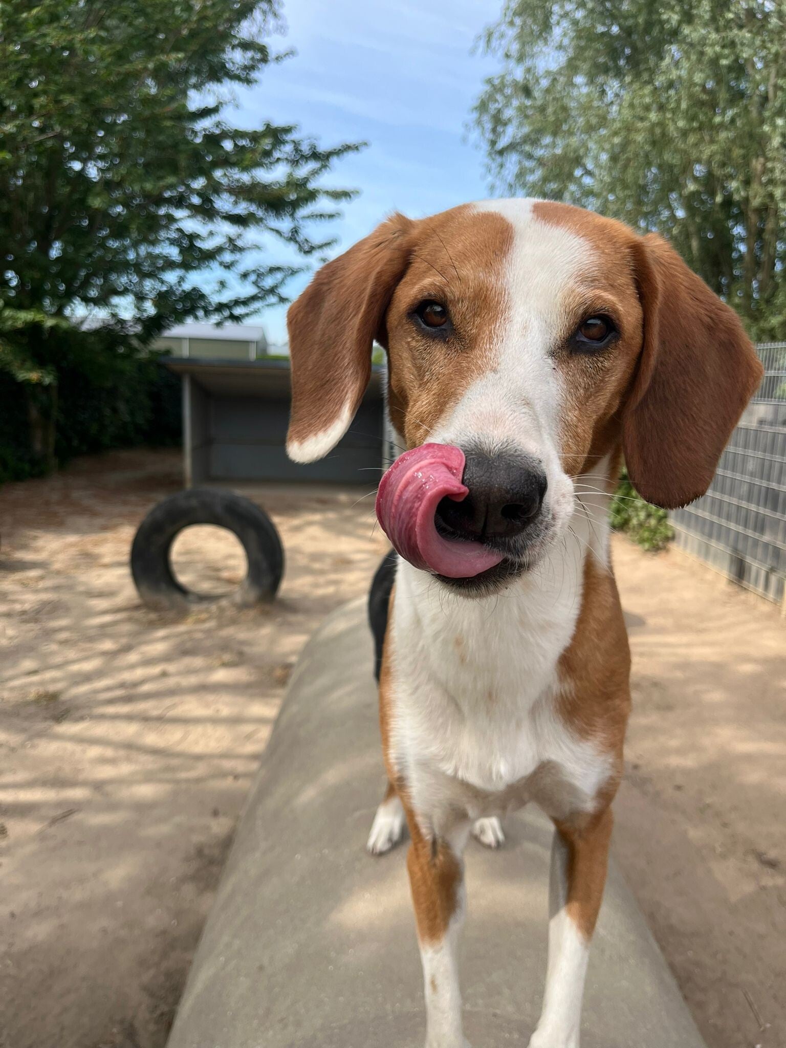 webshop honden snacks, natuurlijk en eerlijk. Beste producten en goede webshop met jarenlange ervaring. Hondensnacks en koekjes, verwen je hond op een goede manier, ook voor allergieen.