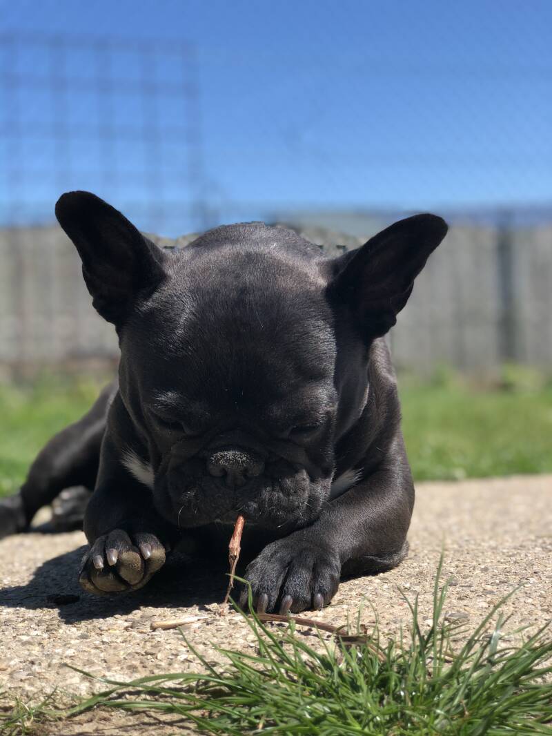 De Adelshoeve Hedel, honden uitlaatservice honden dagopvang, pension actieve dagopvang voor uw hond in omgeving Den Bosch, Maasdriel, Rosmalen en Empel gelegen aan de A2 afrit kerkdriel. Makkelijk te bereiken met veel tevreden klanten
