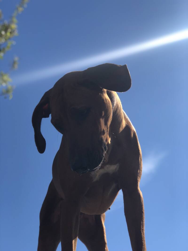 webshop honden snacks, natuurlijk en eerlijk. Beste producten en goede webshop met jarenlange ervaring. Hondensnacks en koekjes, verwen je hond op een goede manier, ook voor allergieen.