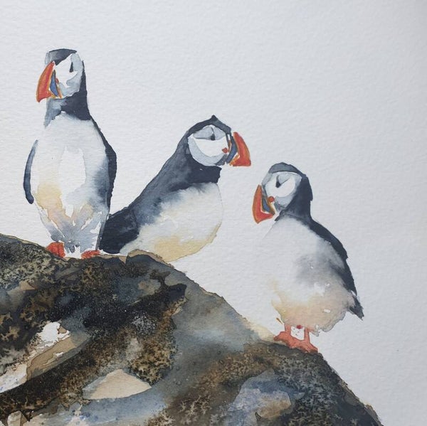 Puffins Rock!