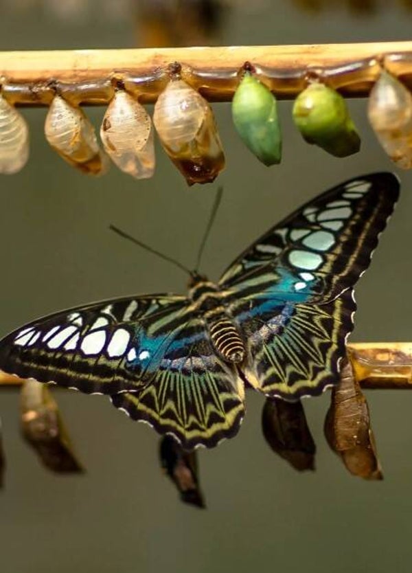 30mins Individual Health and Wellness Coaching Session