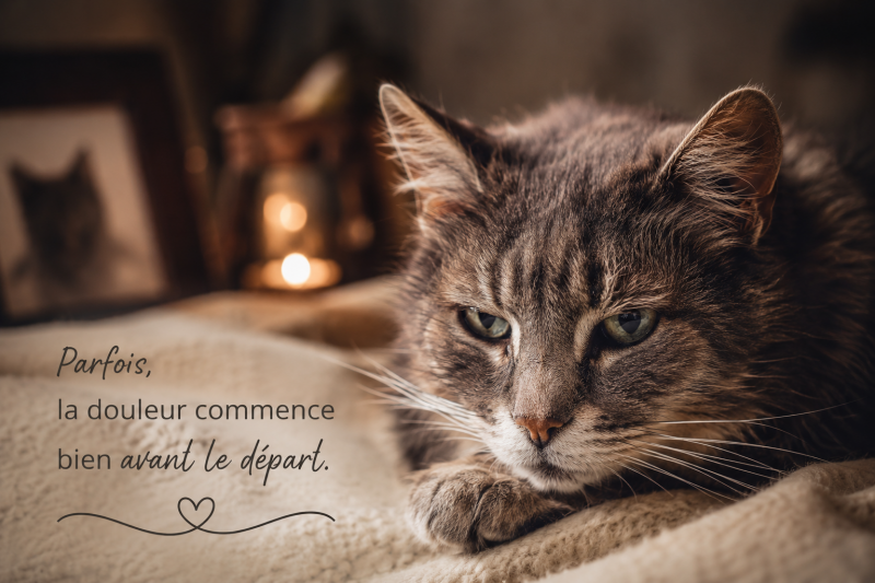Chat âgé en fin de vie illustrant le deuil anticipé vécu par de nombreux propriétaires avant la perte de leur animal.