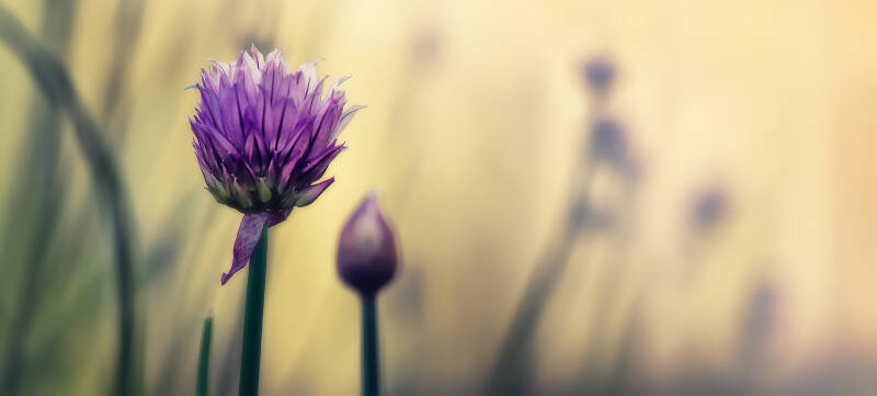 Macro foto's bloemen