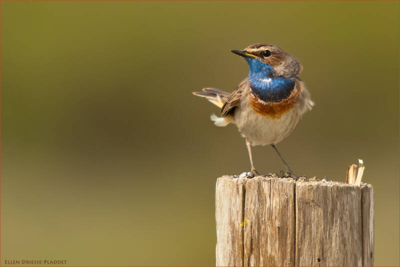 Foto's van vogels in Zeeland