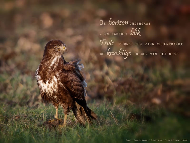 Copyright Ellen Driesse-Ingrid Aanen