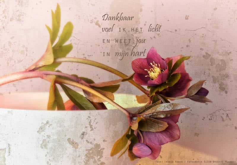 Copyright Ellen Driesse-Ingrid Aanen