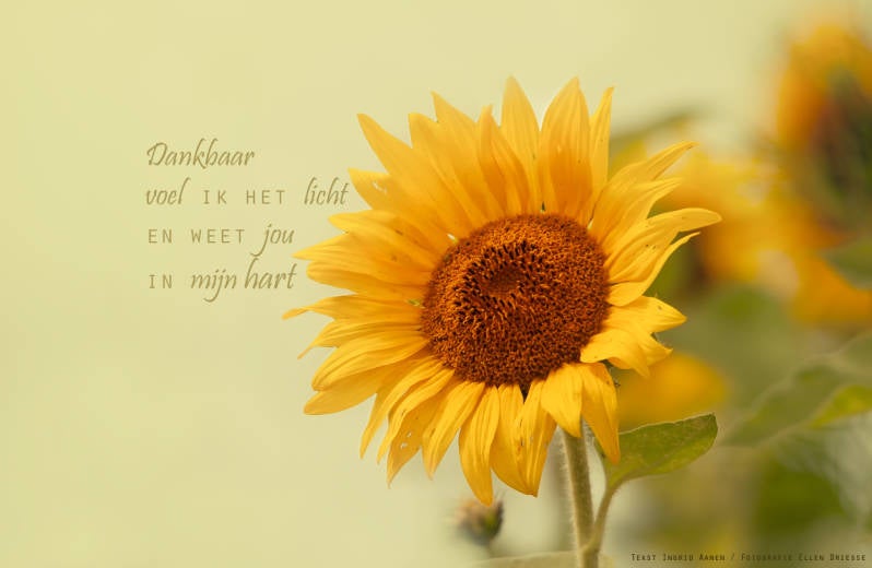 Copyright Ellen Driesse-Ingrid Aanen