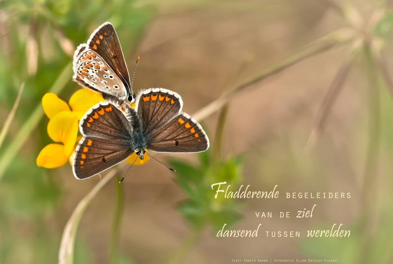 Copyright Ellen Driesse-Ingrid Aanen