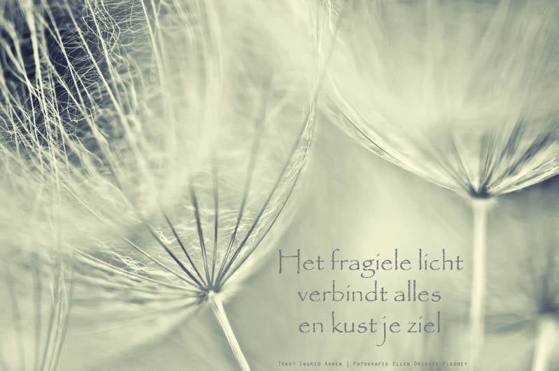 Copyright Ellen Driesse-Ingrid Aanen