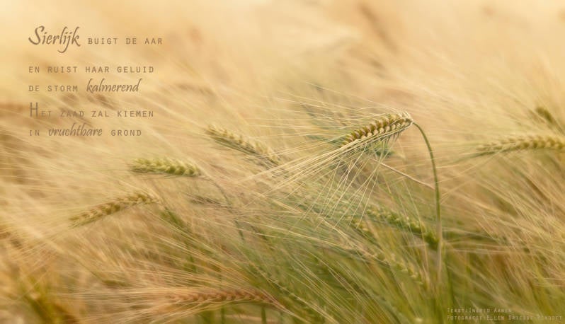 Copyright Ellen Driesse-Ingrid Aanen