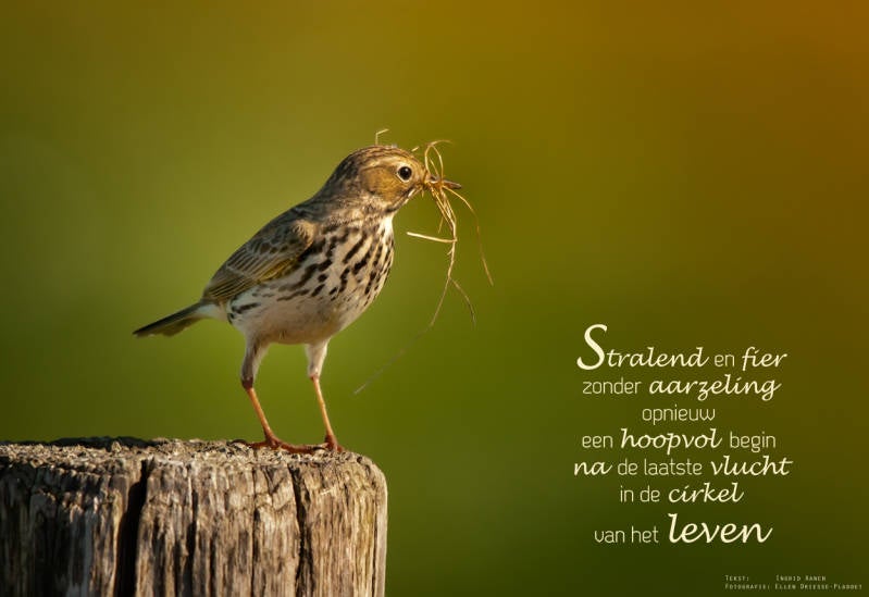 Copyright Ellen Driesse-Ingrid Aanen