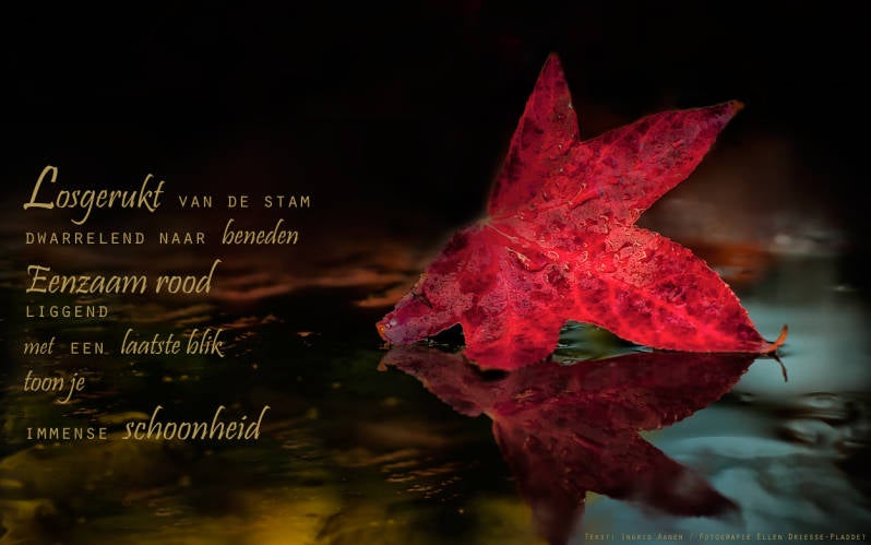 Copyright Ellen Driesse-Ingrid Aanen