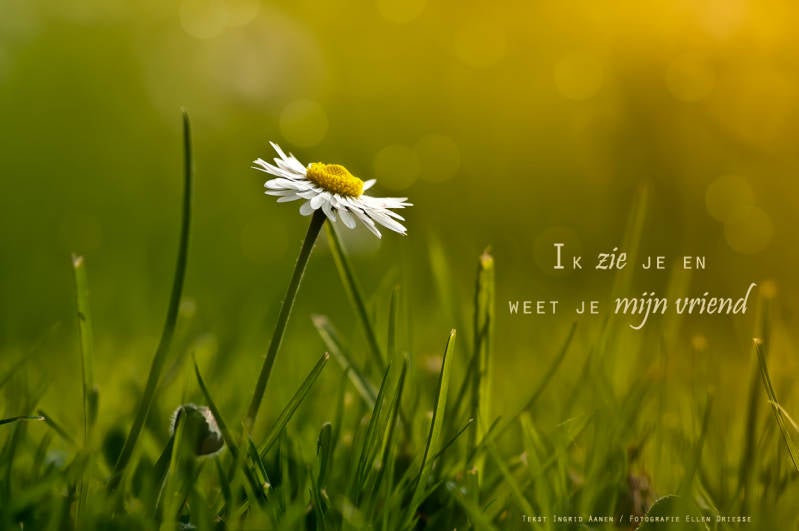 Copyright Ellen Driesse-Ingrid Aanen