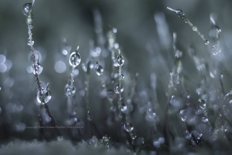 Foto's Helios-Vintagelenzen